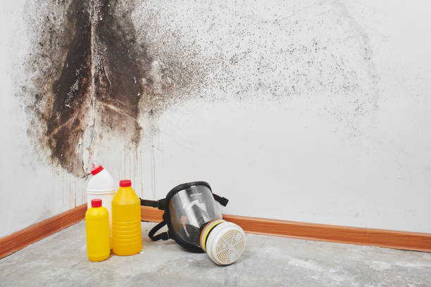Best Professional Mold Removal  in Salem, SD