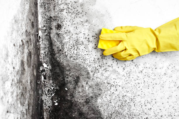Best Mold Cleaning Services  in Salem, SD
