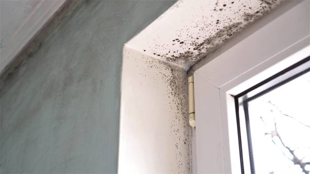 Professional Mold Removal in Salem, SD