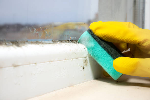 Best Same-Day Mold Removal  in Salem, SD