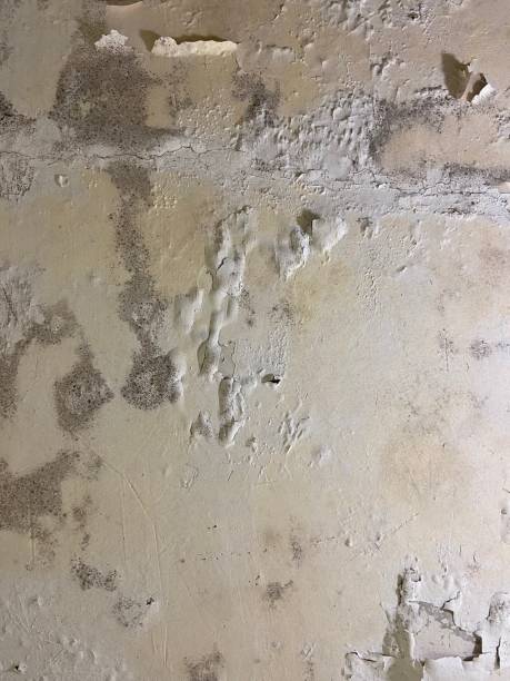 Best Crawl Space Mold Removal  in Salem, SD