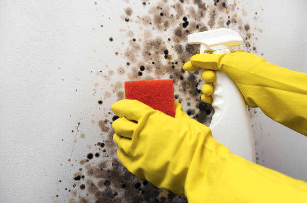 Best Black Mold Removal  in Salem, SD