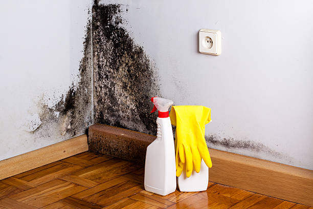 Best Office Mold Removal Services  in Salem, SD
