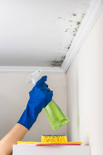 Best Commercial Mold Removal  in Salem, SD